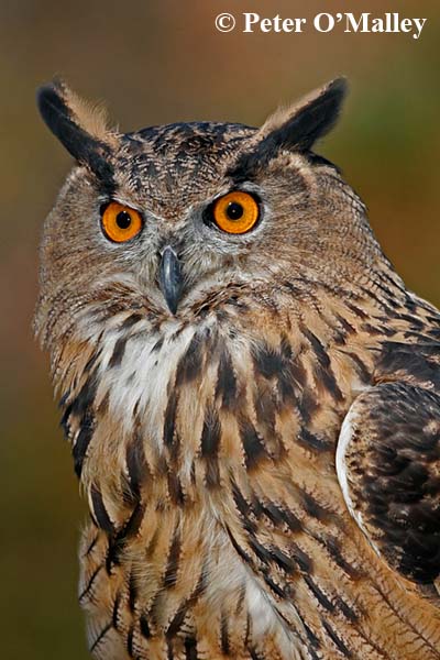 RID Great Horned Owl P OMalley A O